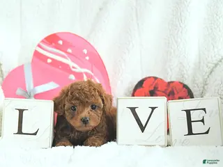 Toy Poodle dogs Bella HOUSE RAISED - Ad 4