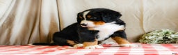 Bernese Mountain Dog dogs for sale: Marshal - Ad 3