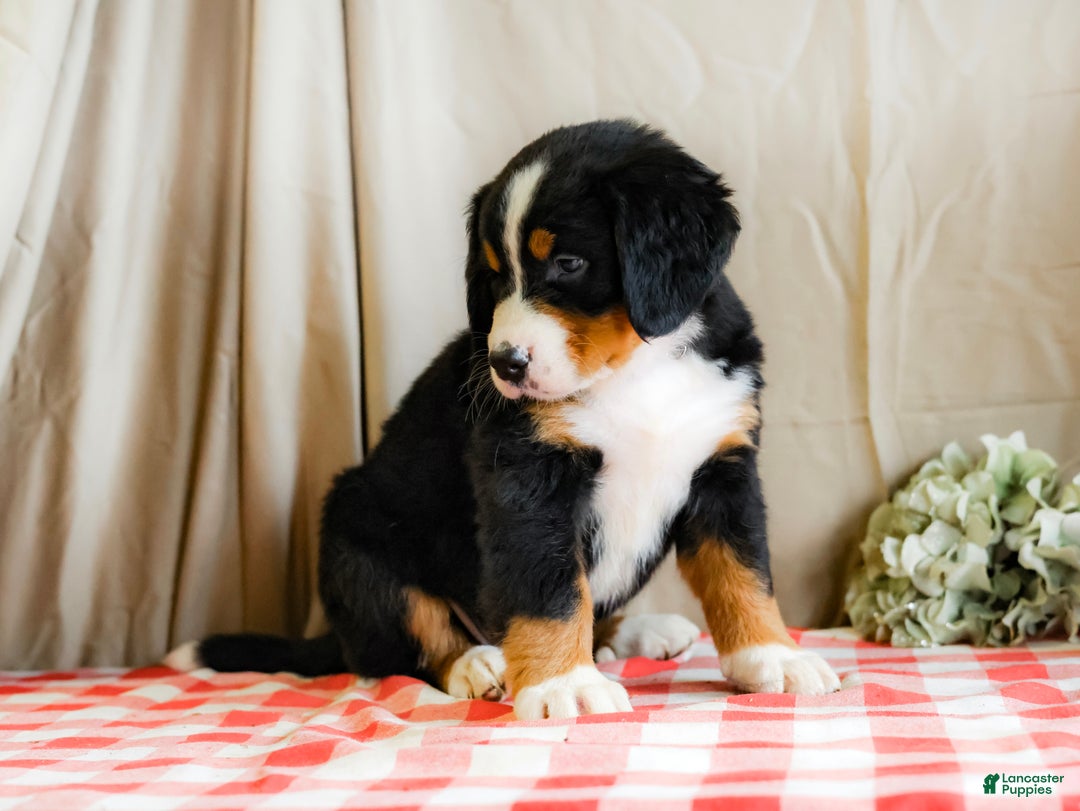 Bernese Mountain Dog dogs for sale: Marshal - Ad 3