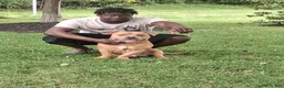 American Bully dogs for stud: Kings - Ad 3