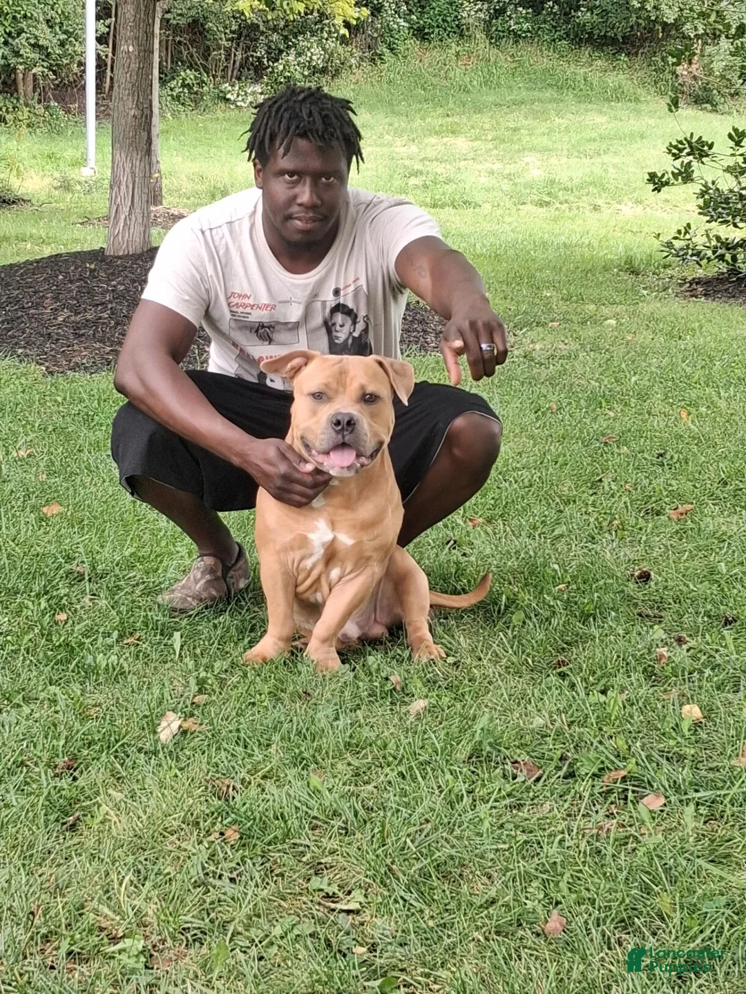 American Bully dogs for stud: Kings - Ad 3