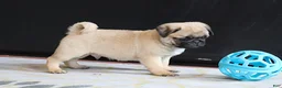 Pug dogs for sale: Alan - Ad 6