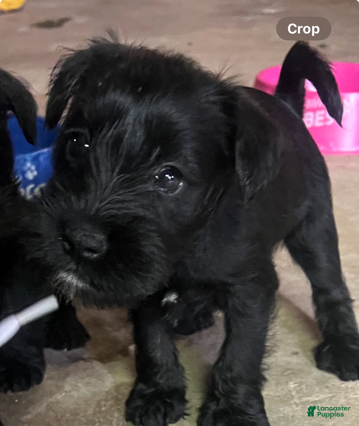 Miniature Schnauzer dogs Judy  - Ad 24