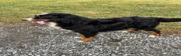 Bernese Mountain Dog dogs for sale: Paisley - Ad 6