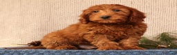 Mini Goldendoodle dogs for sale: Carson - Ad 10