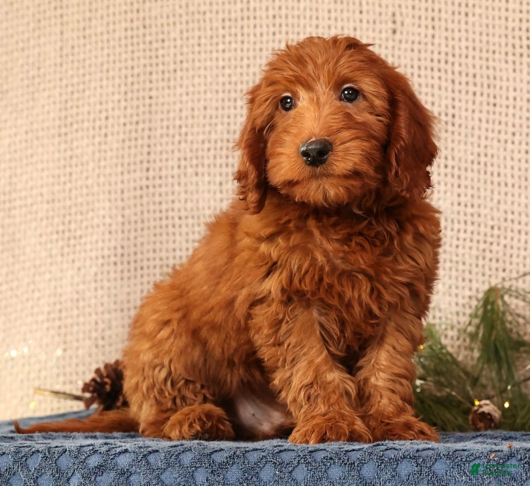 Mini Goldendoodle dogs for sale: Carson - Ad 10
