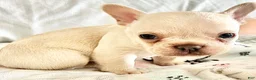 French Bulldog dogs for sale: French Bulldog 1 - Ad 14