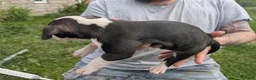 American Pit Bull Terrier dogs for sale: American Pit Bull Terrier Puppy 4 - Ad 4