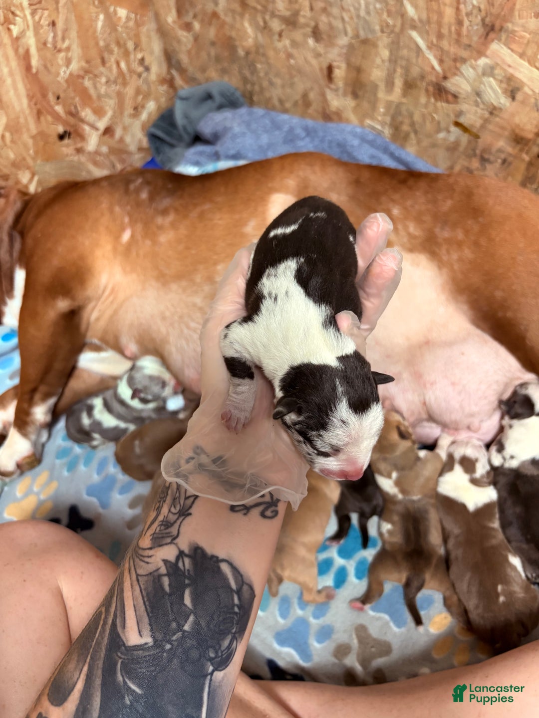 American Bully dogs for sale: Oreo - Ad 12