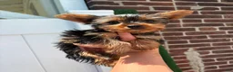Yorkshire Terrier dogs for sale: Cash - Ad 4