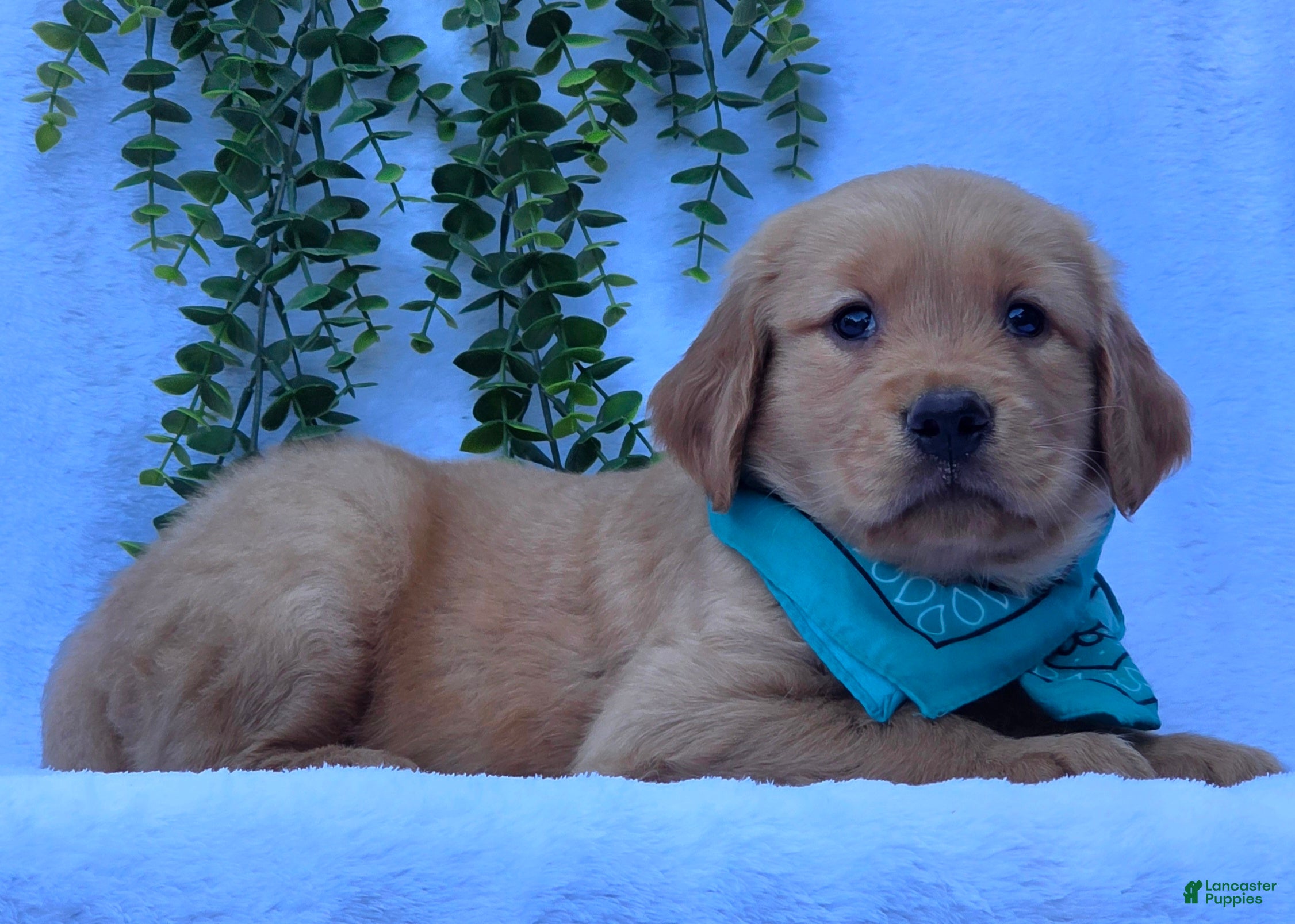 Golden Retriever dogs Mason - Ad 2