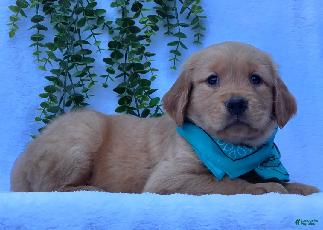 Golden Retriever dogs for sale: Mason - Ad 2