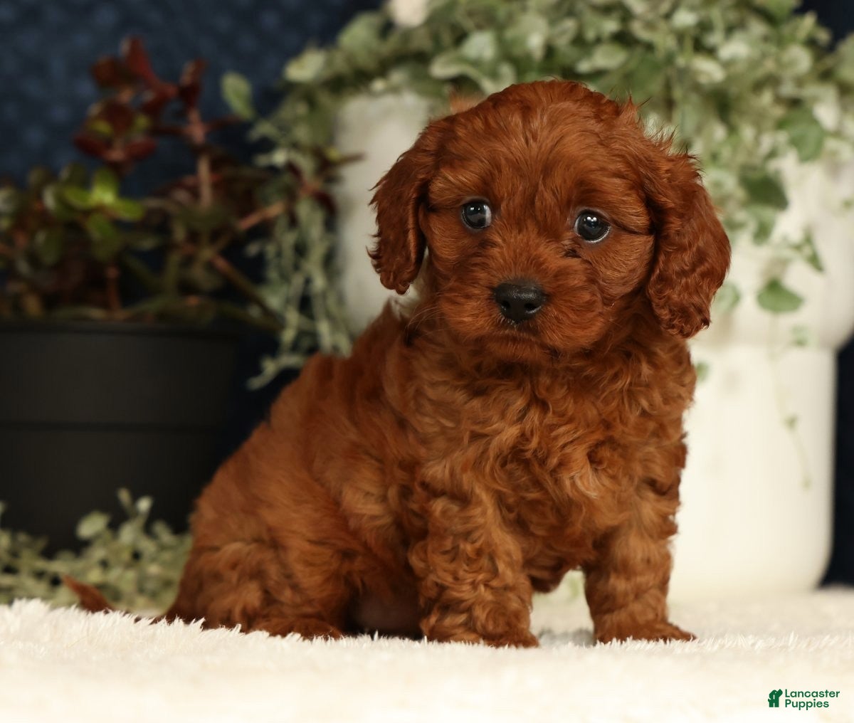 Cavapoo dogs Fifi - Ad 1
