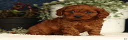 Cavapoo dogs for sale: Fifi - Ad 1