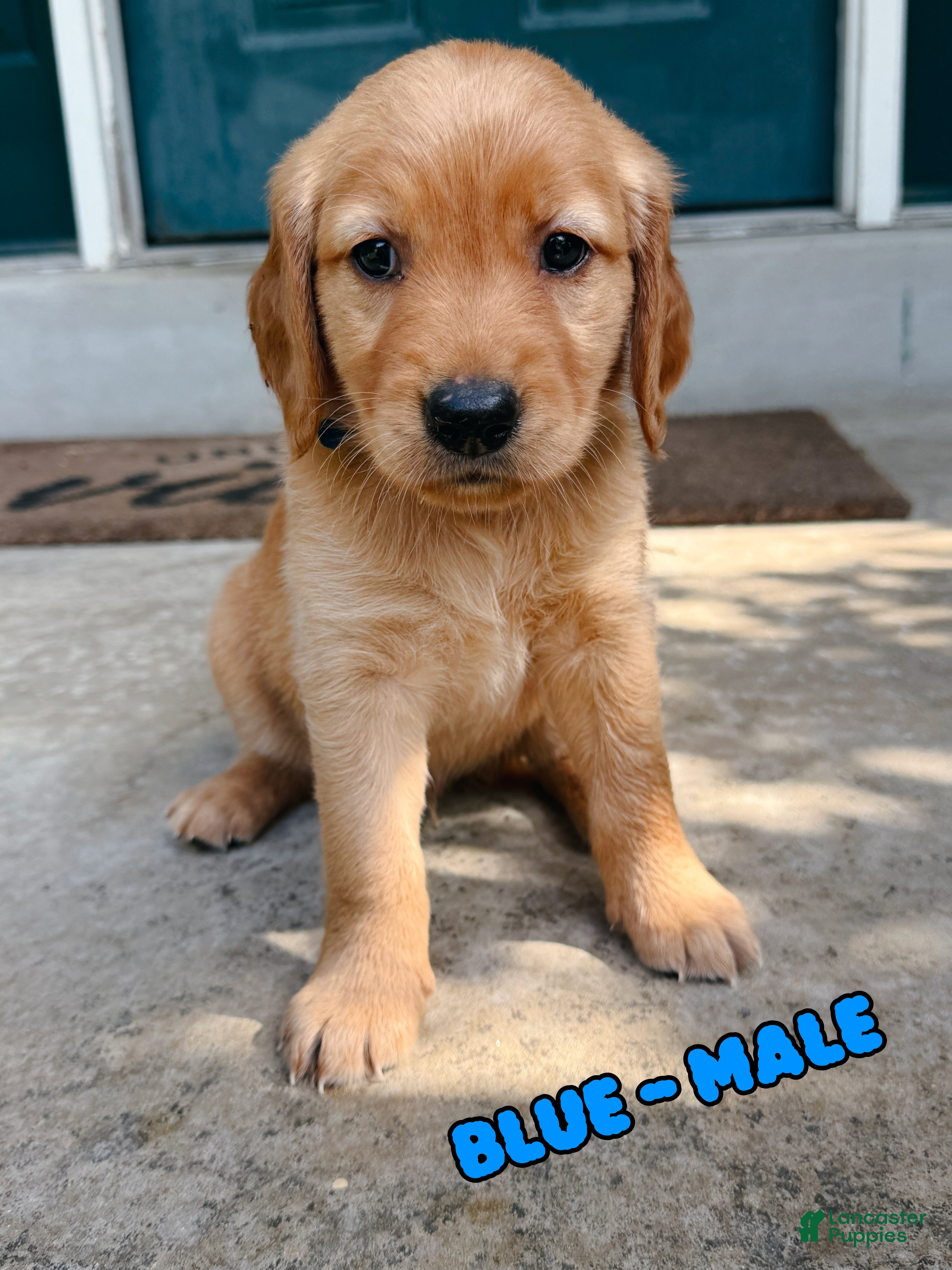 Golden Retriever dogs Blue Male - Ad 1