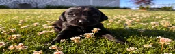 Mixed Breed dogs for sale: Raye - Ad 7