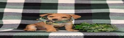 Jackapoo dogs for sale: Scout - Ad 3