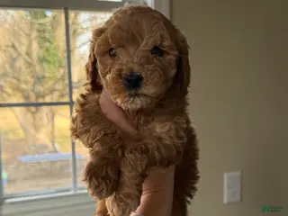 Miniature Poodle dogs Miniature Poodle Puppy 3 - Ad 16