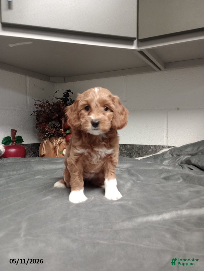 Mini Goldendoodle dogs Daisy - Ad 39