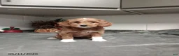 Mini Goldendoodle dogs for sale: Daisy - Ad 1