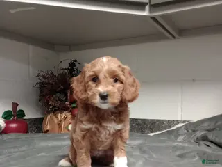 Mini Goldendoodle dogs Daisy - Ad 39