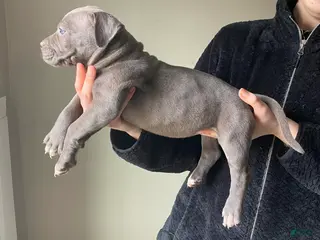 American Bully dogs American Bully Puppy 6 - Ad 31