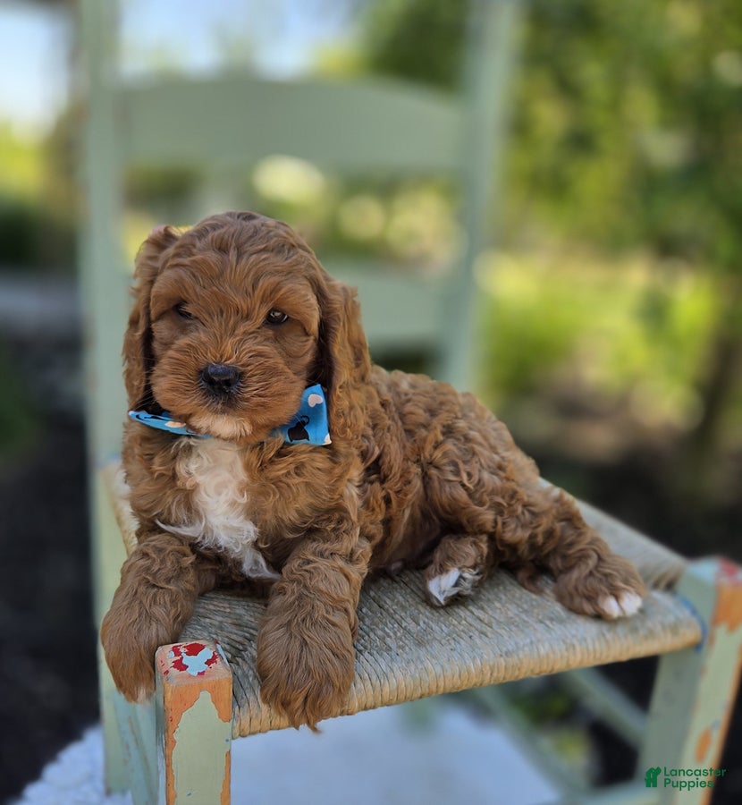 Cavapoo dogs Tootsie - Ad 2