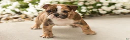 English Bulldog dogs for sale: Beauty  - Ad 2