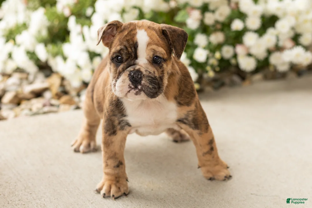 English Bulldog dogs for sale: Beauty  - Ad 2