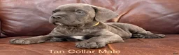 Cane Corso dogs for sale: Cane Corso Puppy Male Tan Collar - Ad 3