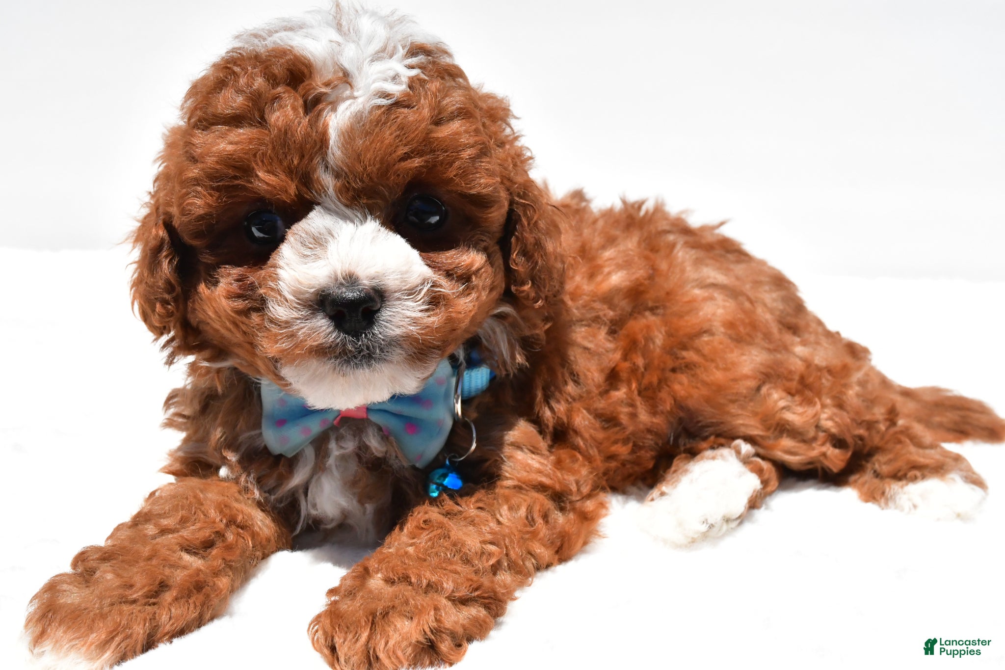 Cavapoo dogs for sale: Sammy f1b - Ad 6