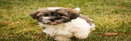 Havanese dogs for sale:  Snickerdoodle - Ad 6