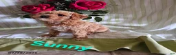 Toy Poodle dogs for sale: Sunny - Ad 3