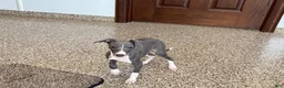 Italian Greyhound dogs for sale: Larry - Ad 5