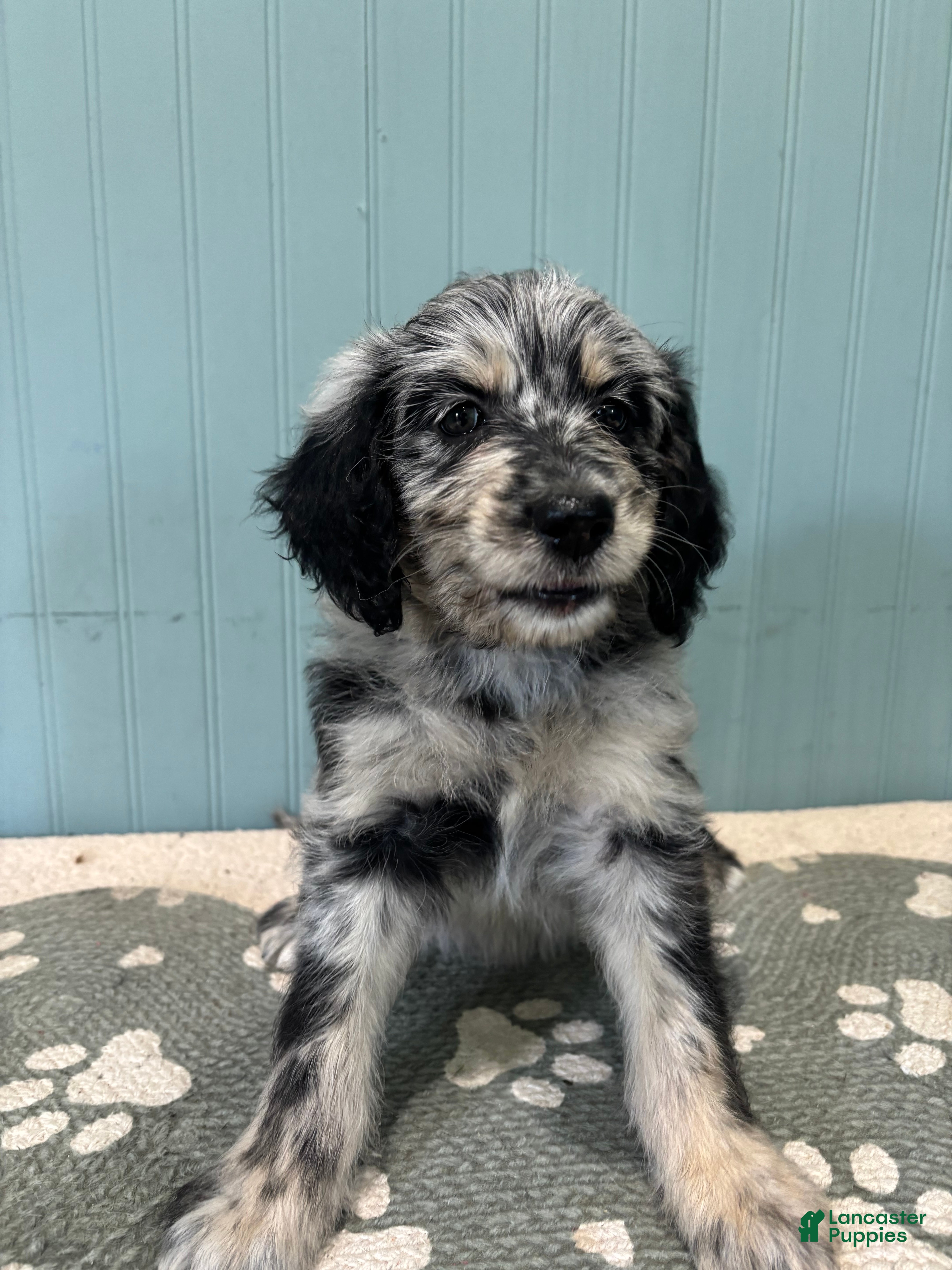 Aussiedoodle dogs Faith  - Ad 33