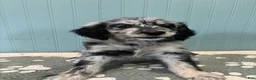 Aussiedoodle dogs for sale: Faith  - Ad 1