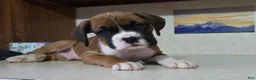 Boxer dogs for sale: Jesse - Ad 5