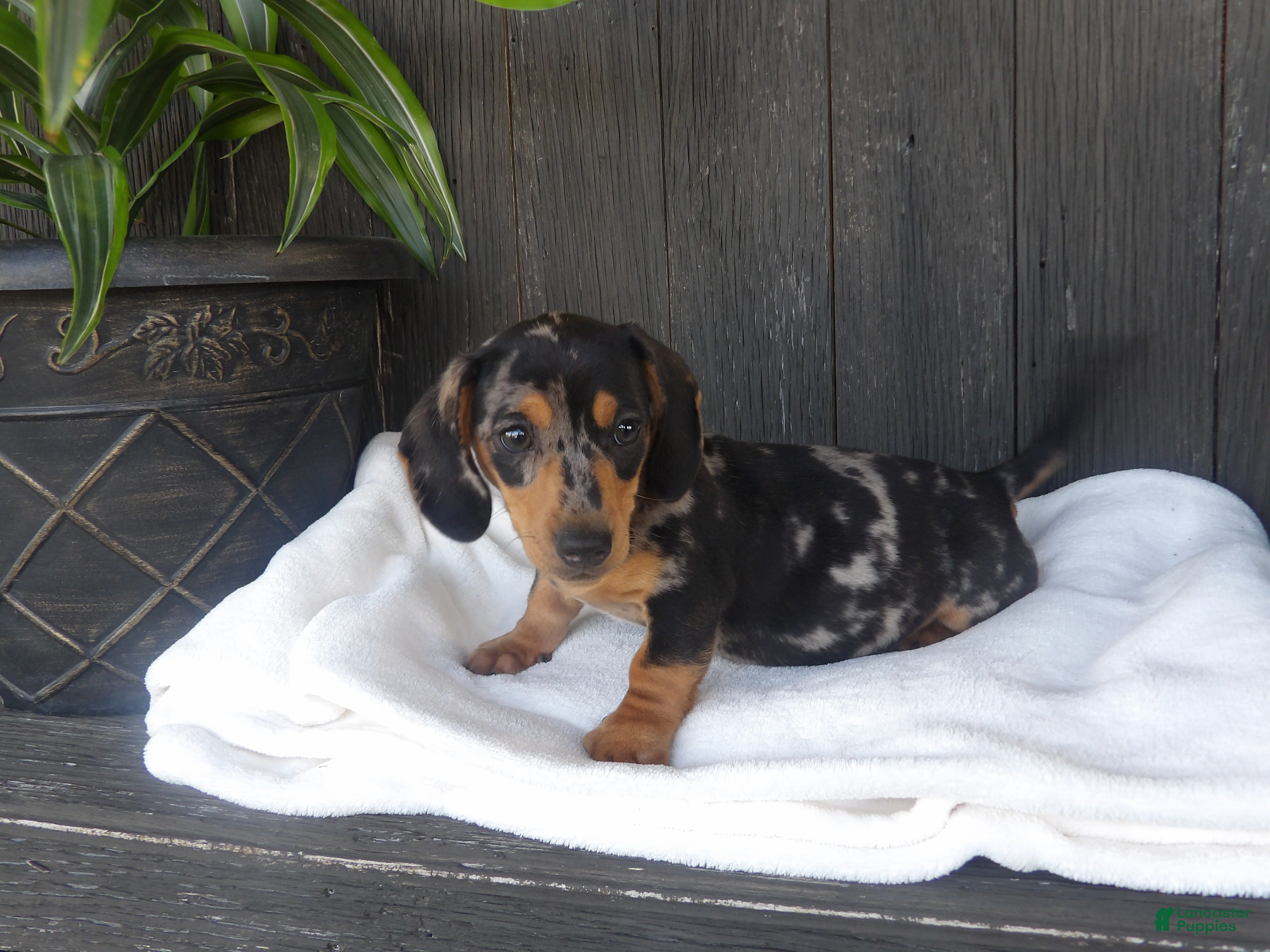 Miniature Dachshund dogs Zeke - Ad 1