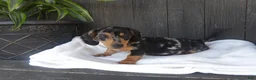 Miniature Dachshund dogs for sale: Zeke - Ad 1