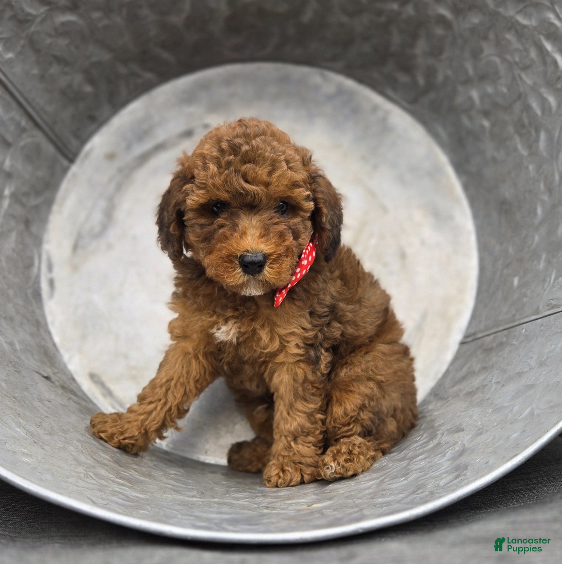 Miniature Poodle dogs Biff - Ad 2