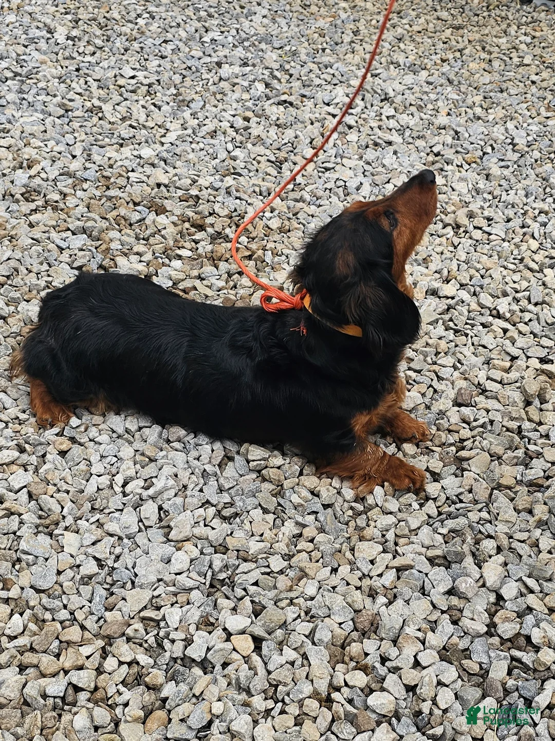Miniature Dachshund dogs for sale: Lil Lady - Ad 6