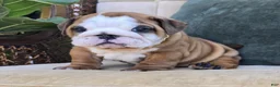 English Bulldog dogs for sale: Dominic - Ad 6