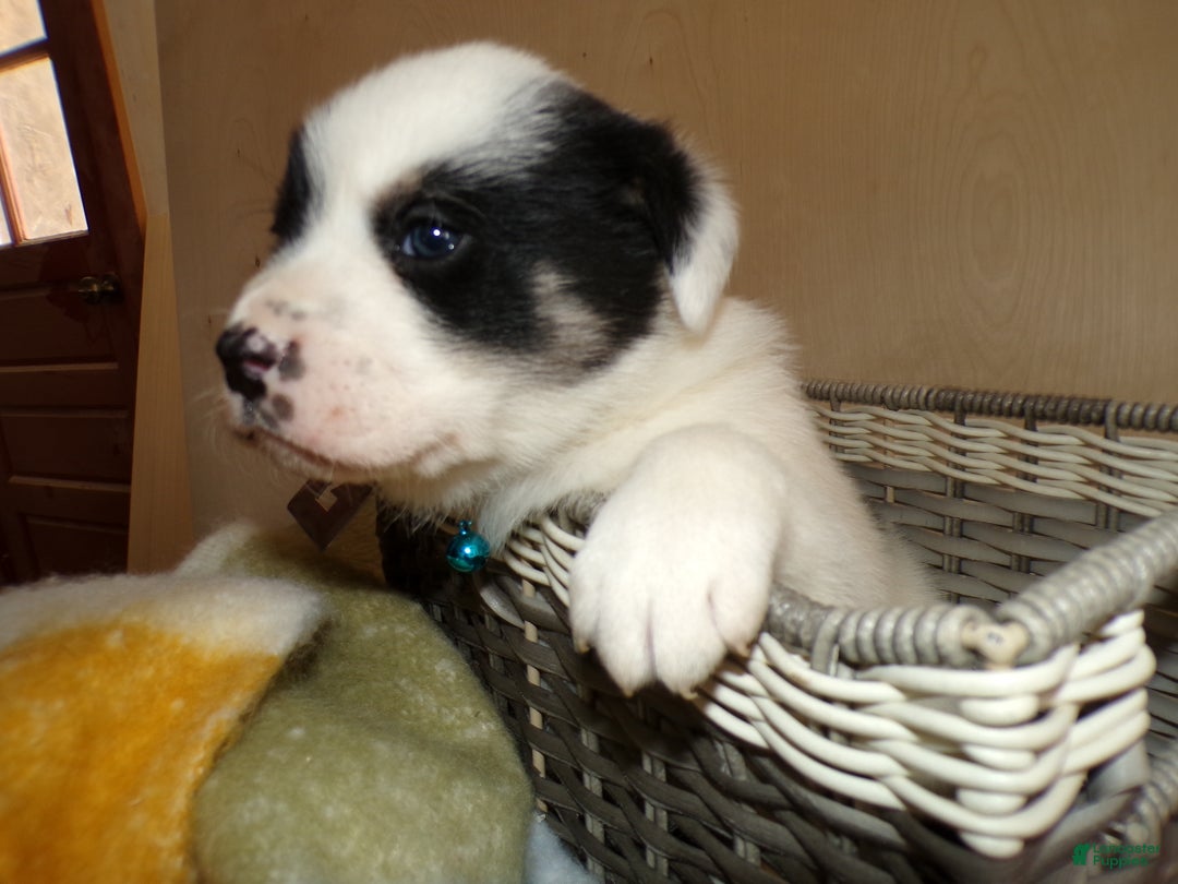 Border Collie dogs for sale: Border Collie Puppy 2 Ronnie - Ad 3