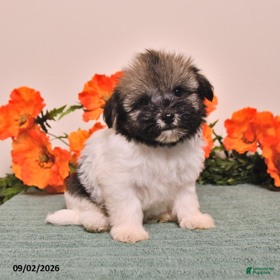 Havanese dogs Hannah - Ad 2