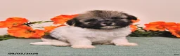 Havanese dogs for sale: Hannah - Ad 2