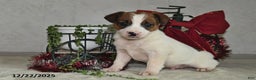 Jack Russell Terrier dogs for sale: Jasper - Ad 1