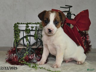 Jack Russell Terrier dogs Jasper - Ad 40