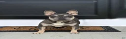 French Bulldog dogs for sale: Dottie - Ad 4