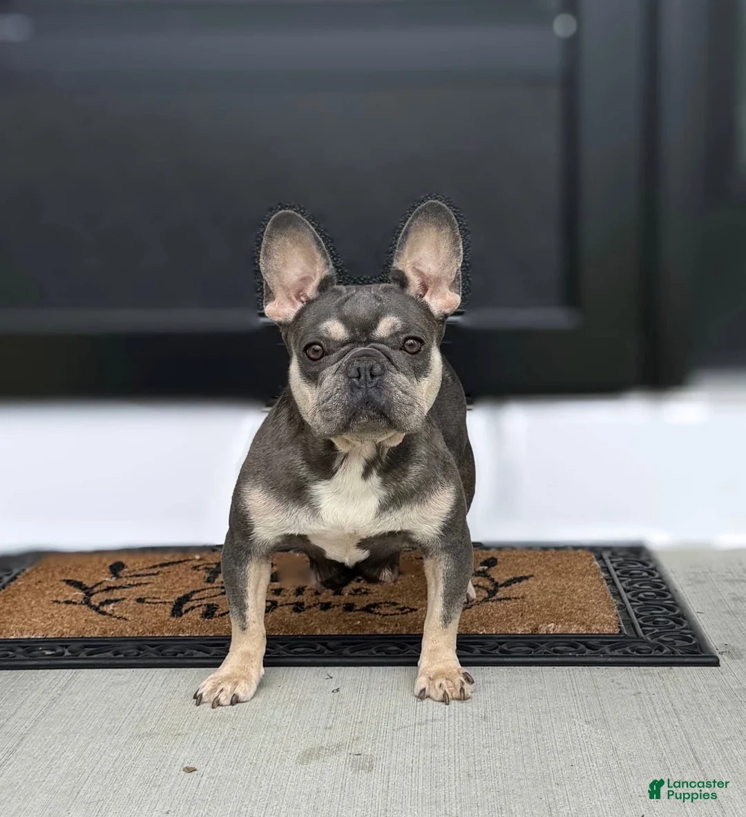 French Bulldog dogs for sale: Dottie - Ad 4