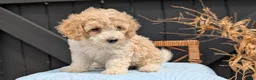 Havapoo dogs for sale: Milo - Ad 3